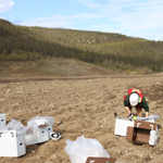 Revegation worker with seedling boxes. 