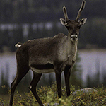Caribou standing on the tundra, with a body of water in the background.