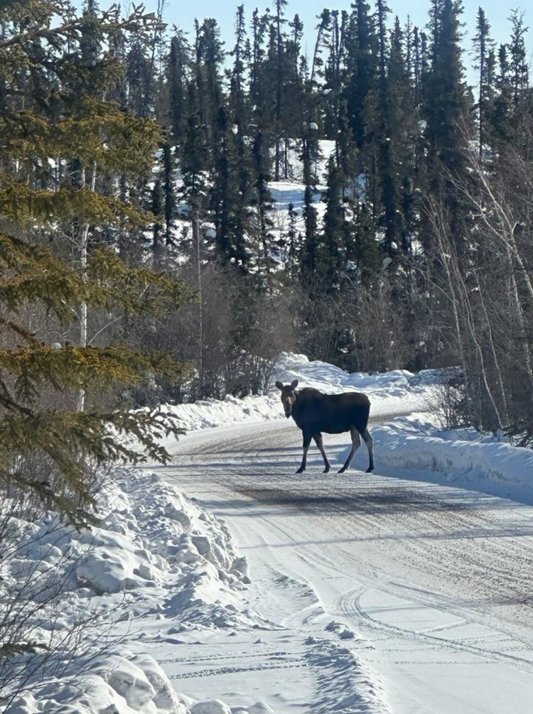 Un jeune orignal se tient sur une route de gravier enneigée, entourée d'arbres.