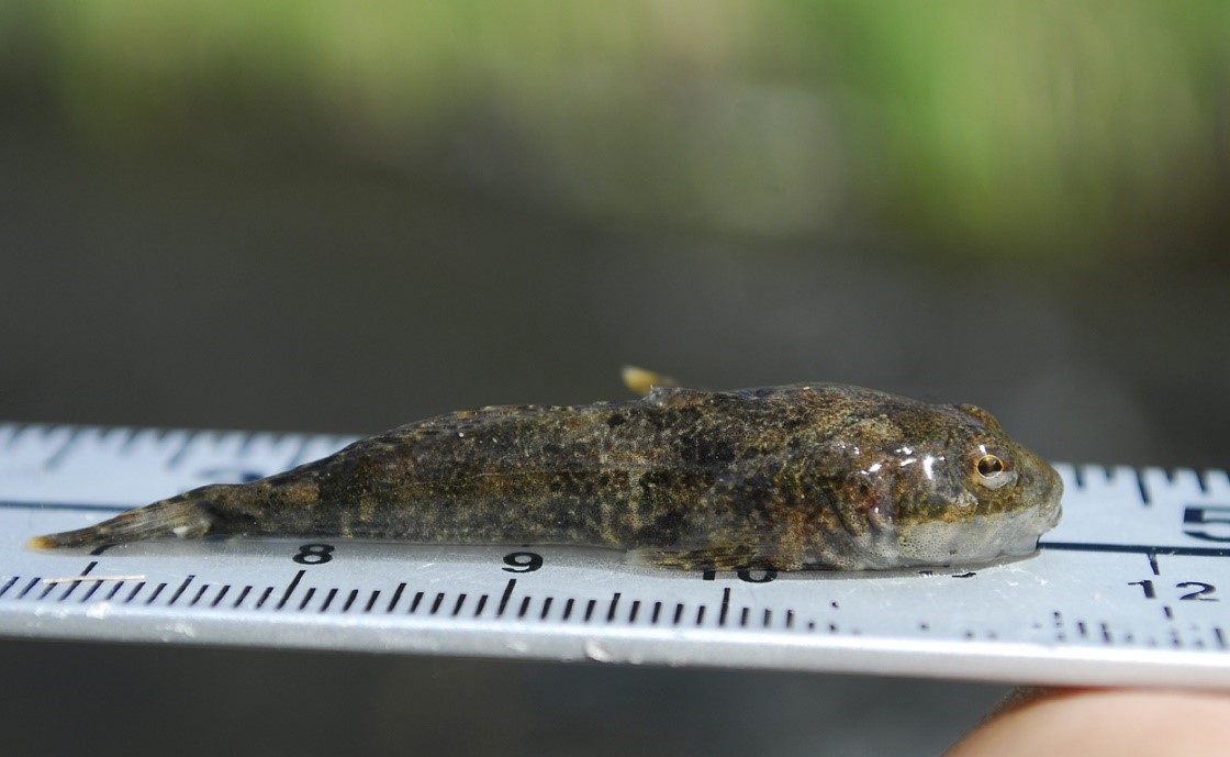 Un chabot (un type de poisson) a été placé sur une règle afin d’être mesuré. La queue du chabot se situe juste derrière la ligne des 7 cm et sa tête touche la ligne des 11,5 cm.